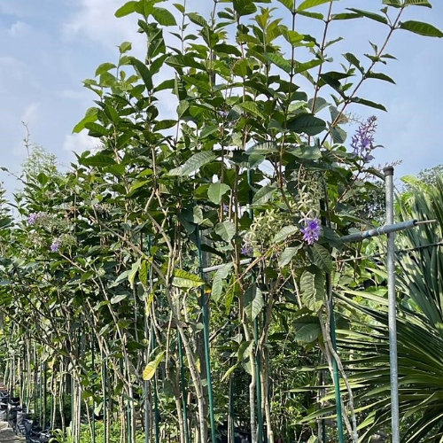 Petrea volubill