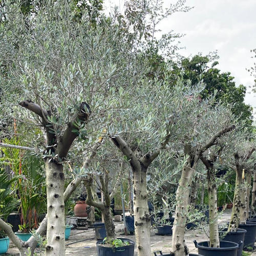 Olive Tree (sin